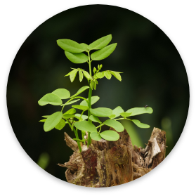 Sapling on Cut Trunk